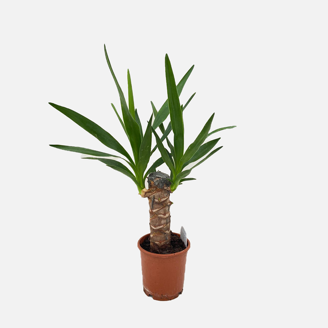    Yucca Çiçeği 