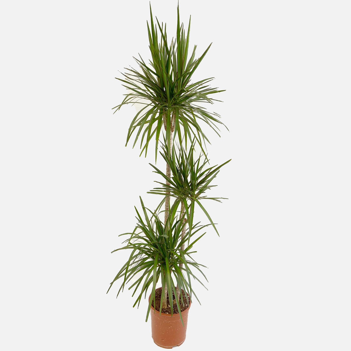    Dr. Marginata Çiçeği 3'lü 