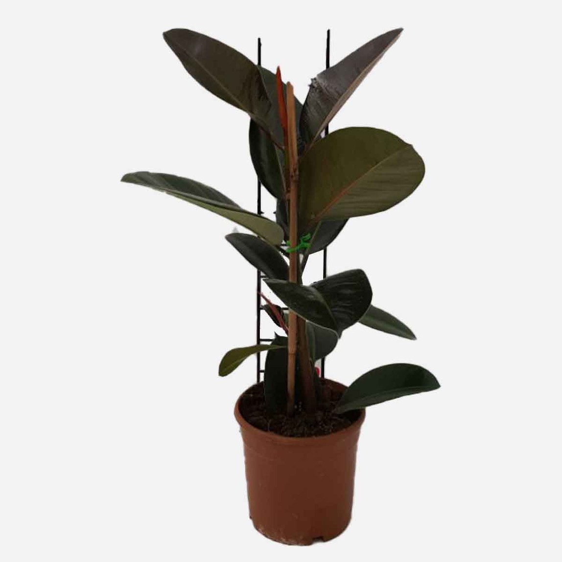    Ficus Robusta Çiçeği 
