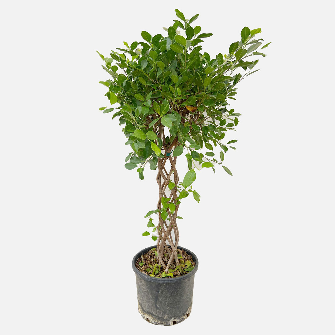    Ficus Gövdeli 