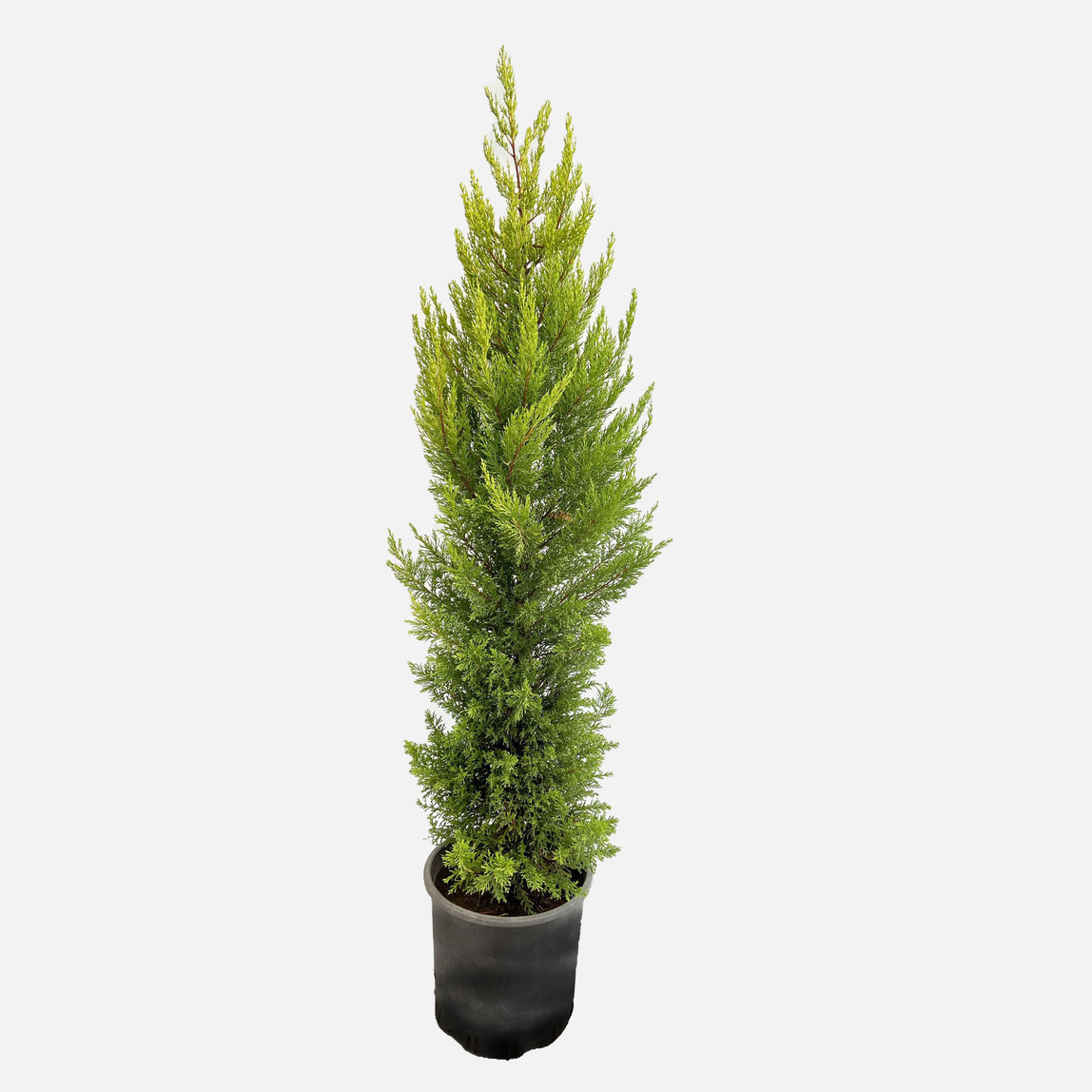   Cupressus Goldcrest Servi 