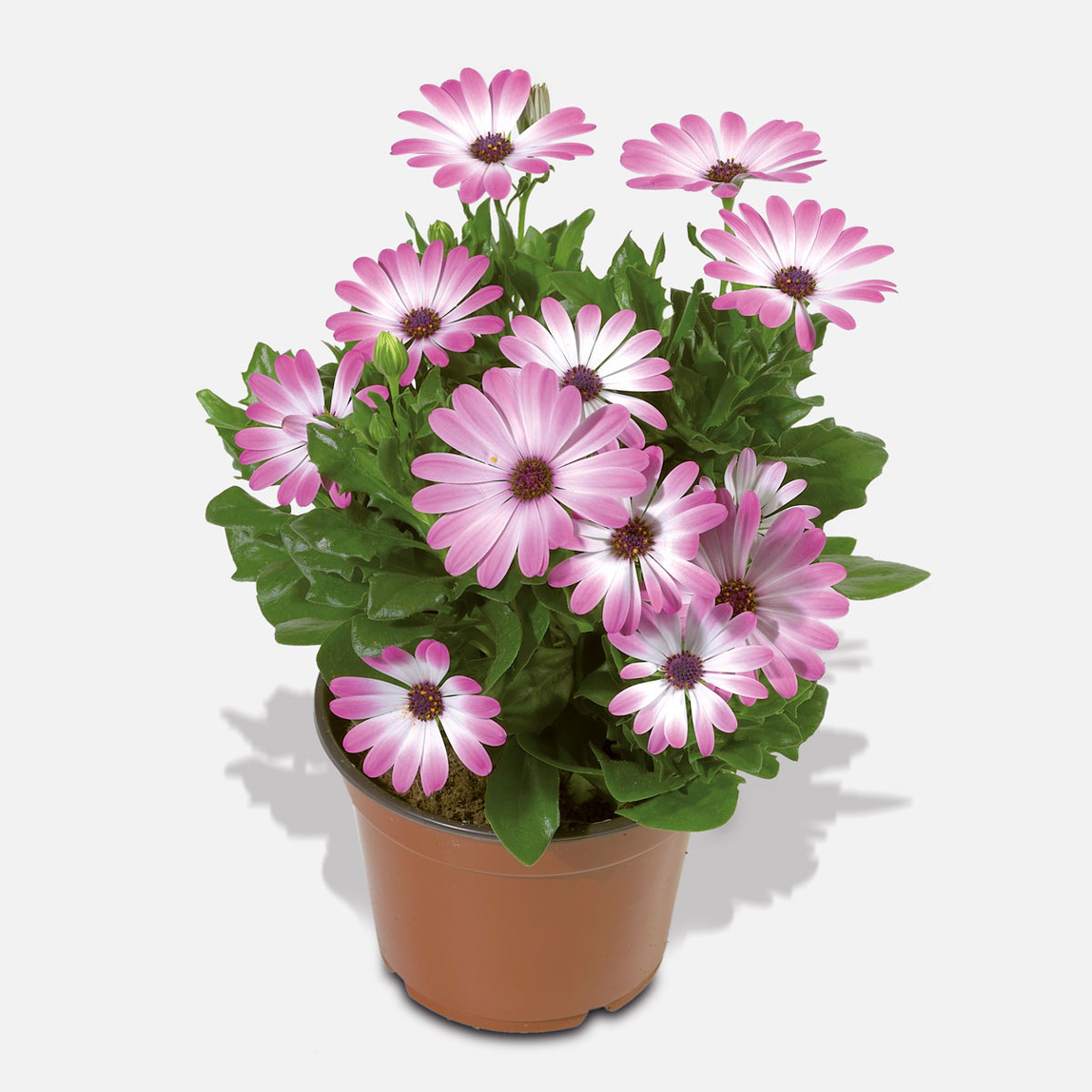    Ostespermıum Bodrum Papatya 