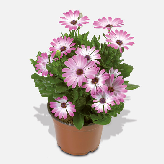 Ostespermıum Bodrum Papatya