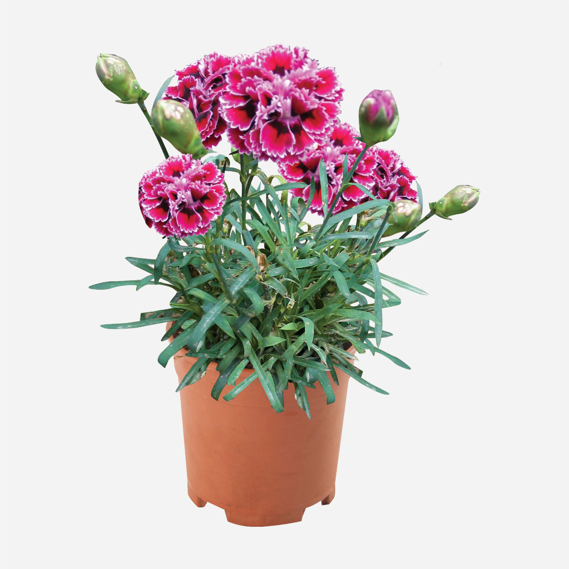    Lilipot Karanfil 12cm 