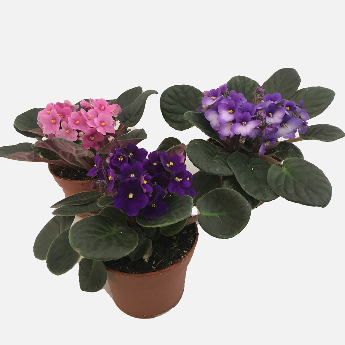    Menekşe (Saintpaulia) 15cm 