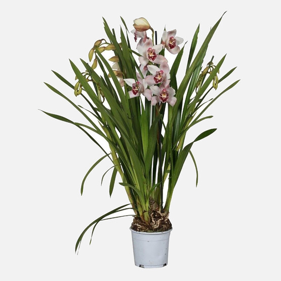Cymbidium Orkide