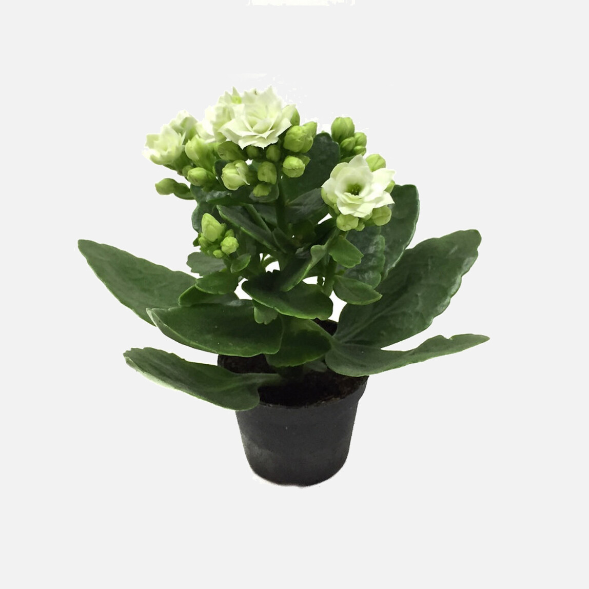    Kalanchoe Calandiva Çiçeği 