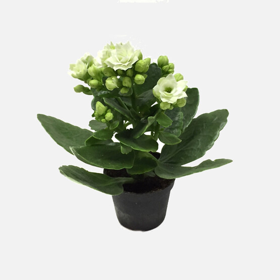 Kalanchoe Calandiva Çiçeği