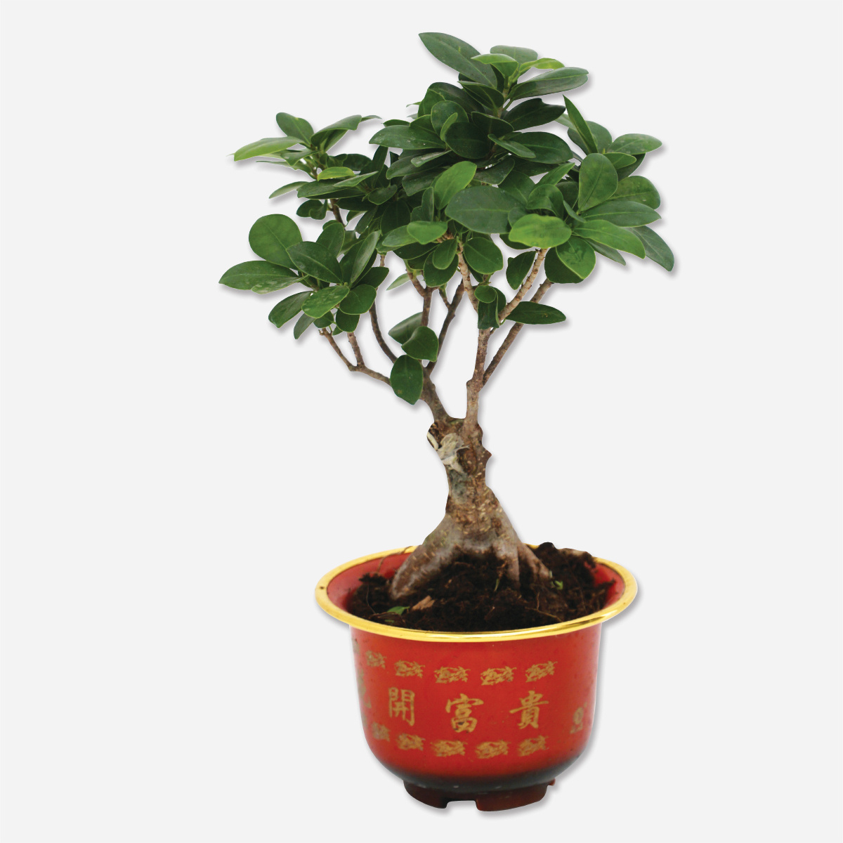 Bonsai 15cm - Bauhaus