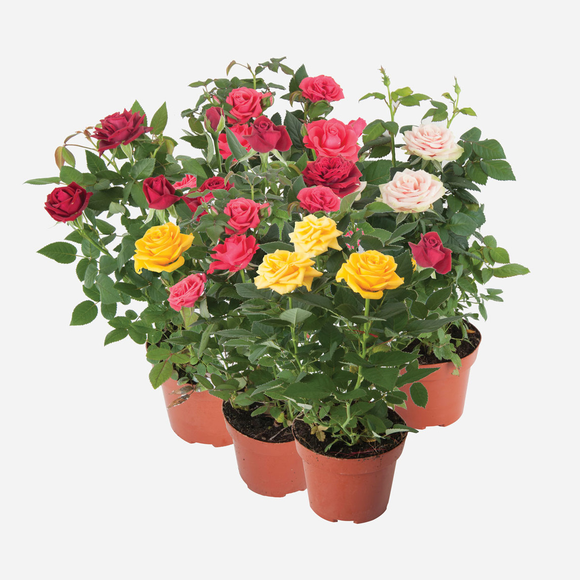    Rosa Parade Mini Gül 