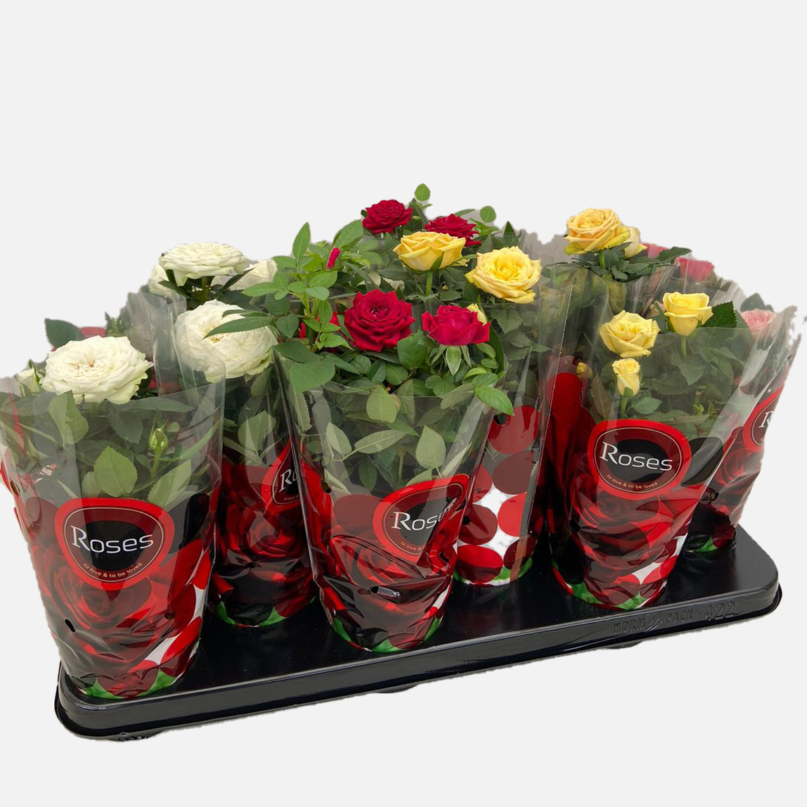    Rosa Parade Mini Gül 