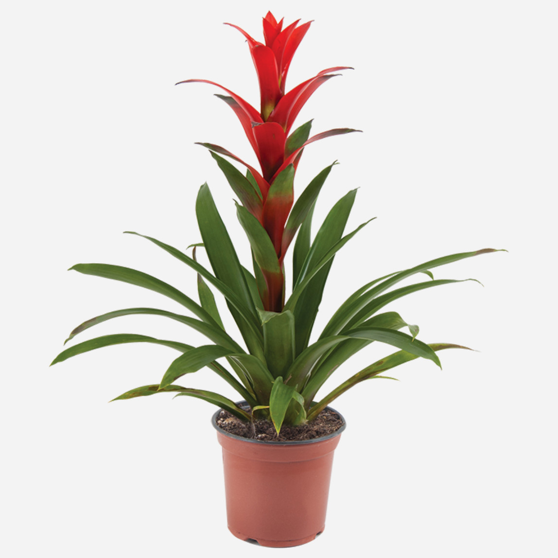    Guzmania Çiçeği 