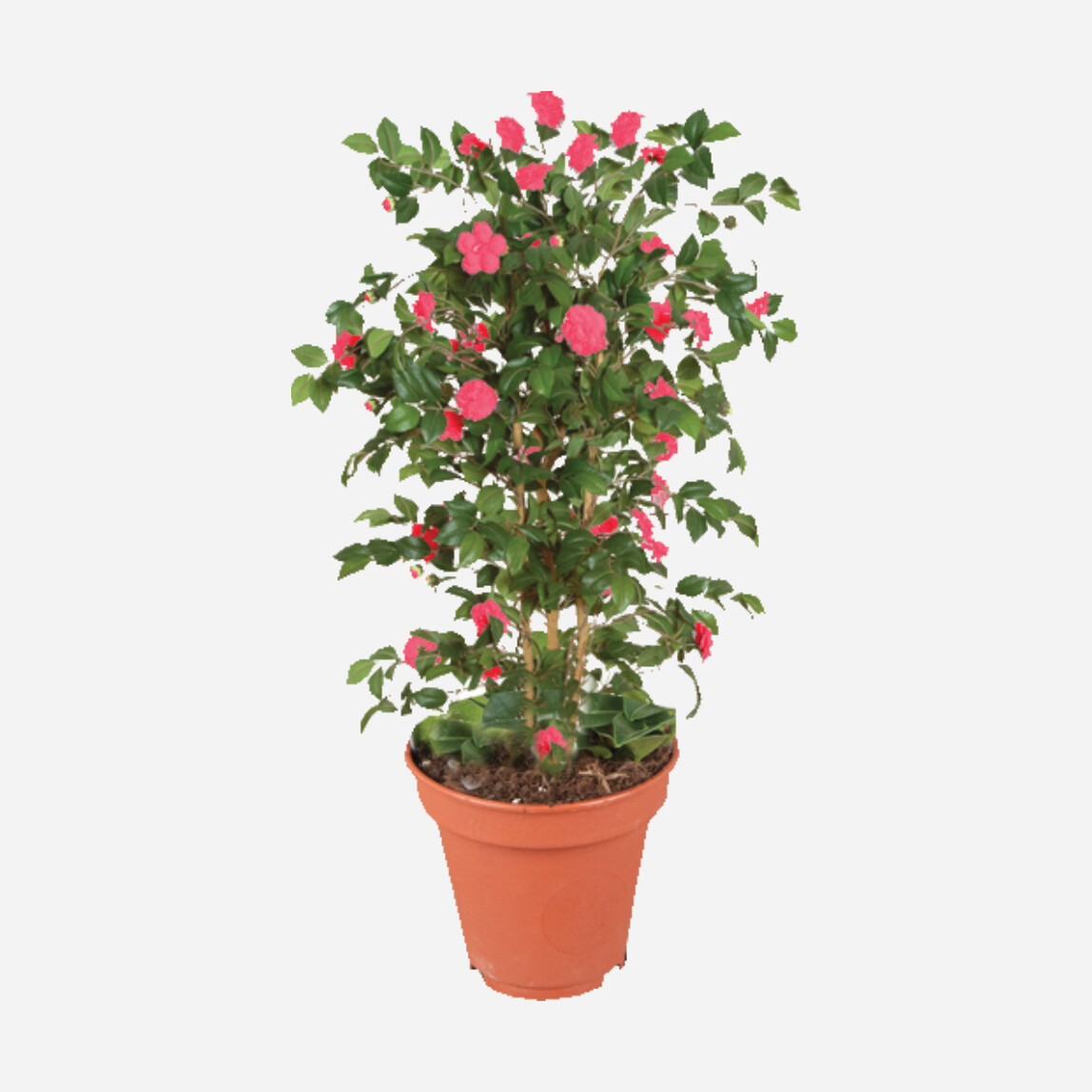    Japon Kamelyası (Camellia Japonica) 