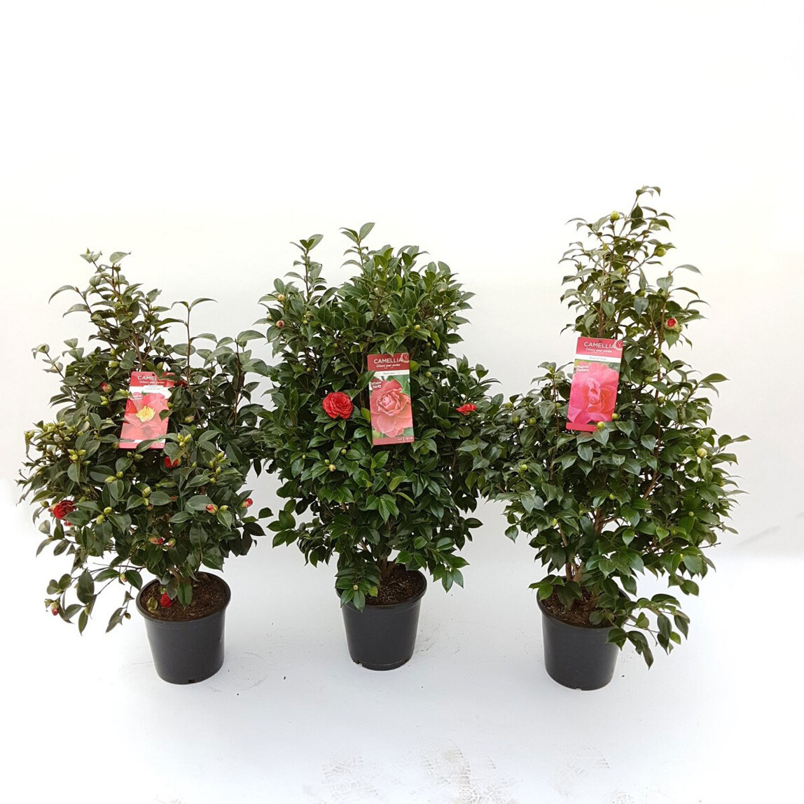    Japon Kamelyası (Camellia Japonica) 