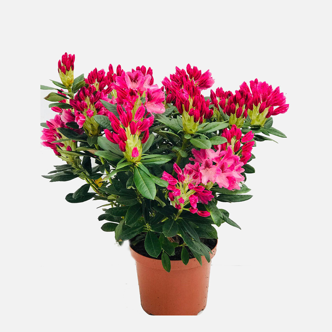    Rhododendron Orman Gülü 24cm 