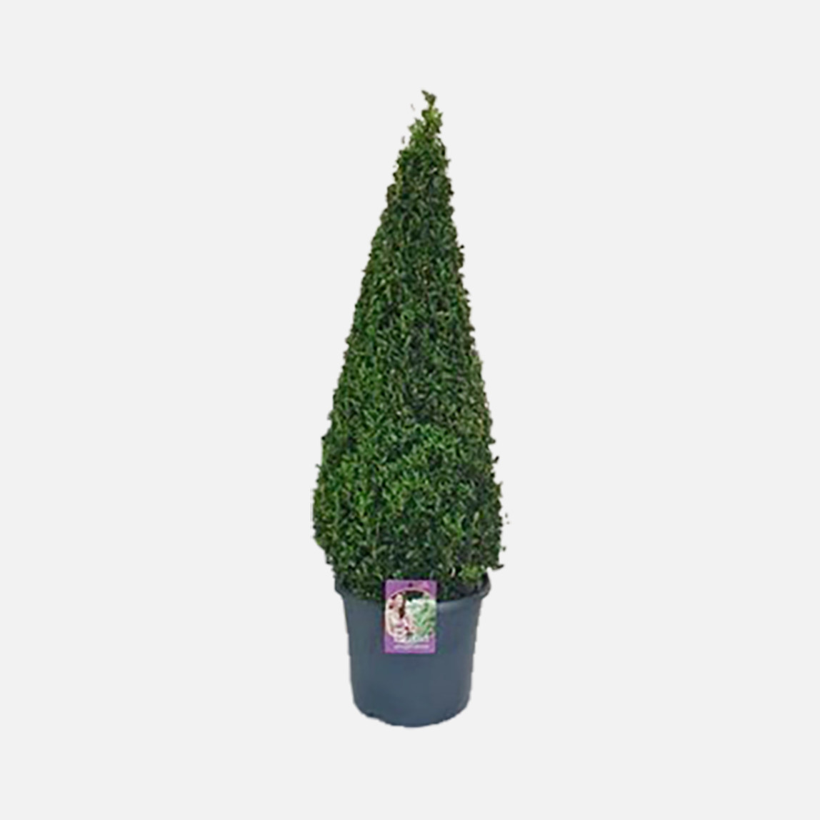    Buxus Pyramit Akdeniz Bitkisi  40 cm 
 