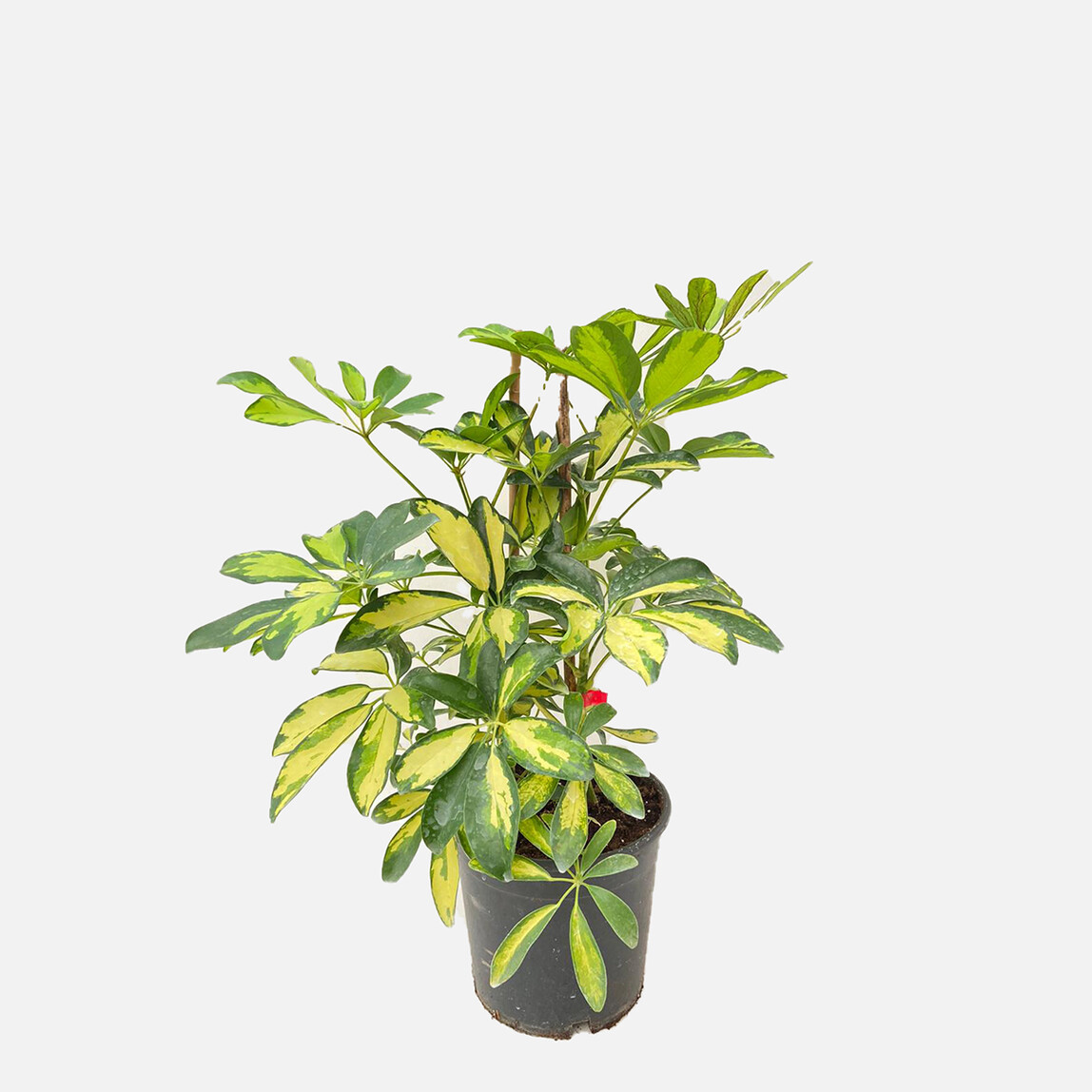    Şeflera Çiçeği İkili 