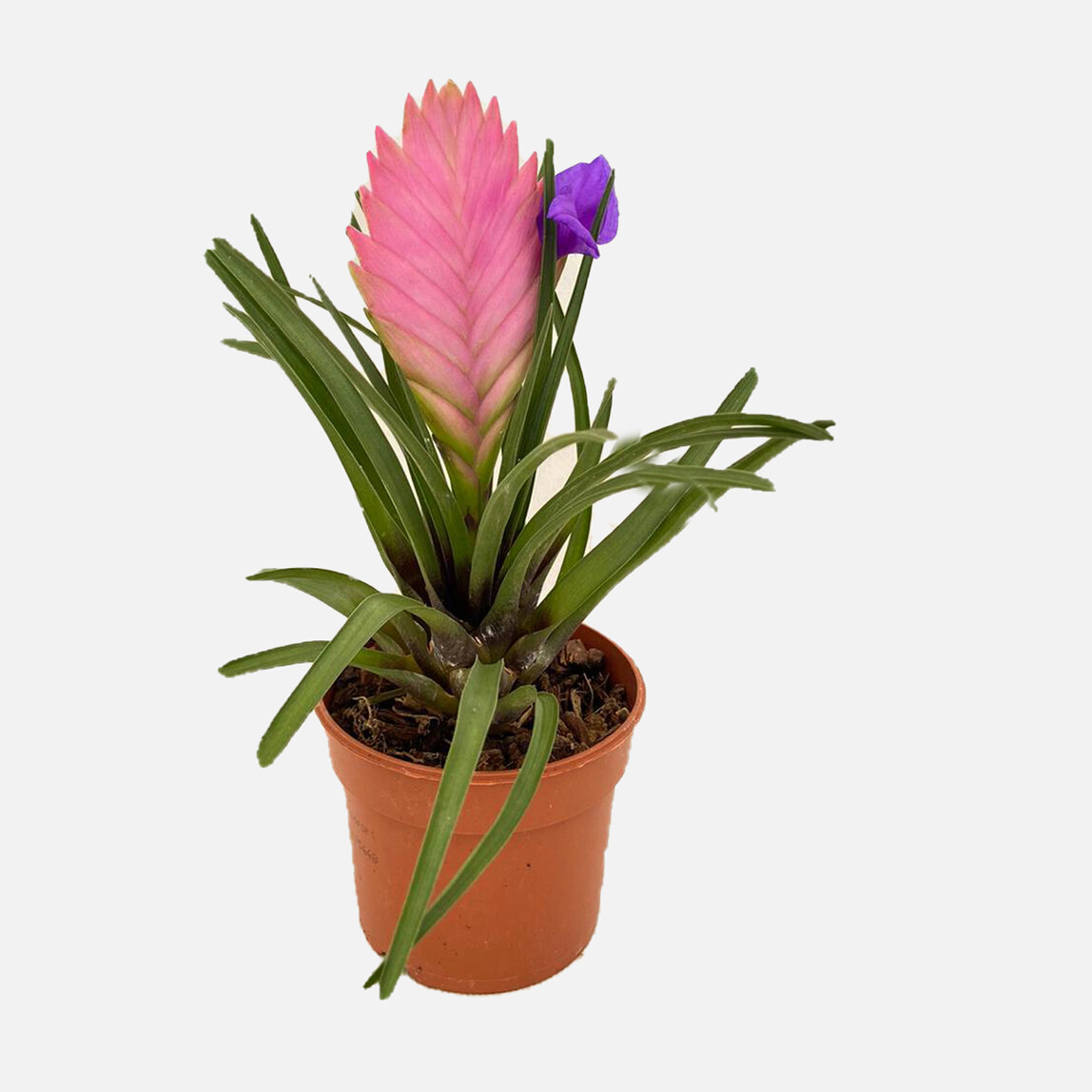    Tillandsia Air Plant Hava Çiçeği 