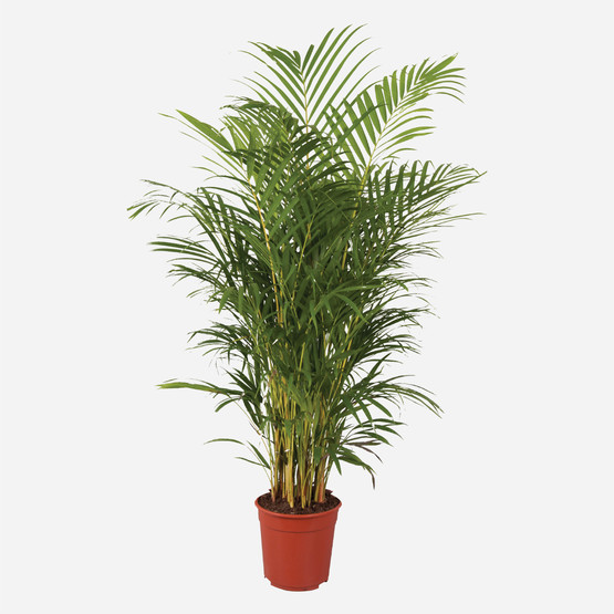 Areca Lut Palmiyesi