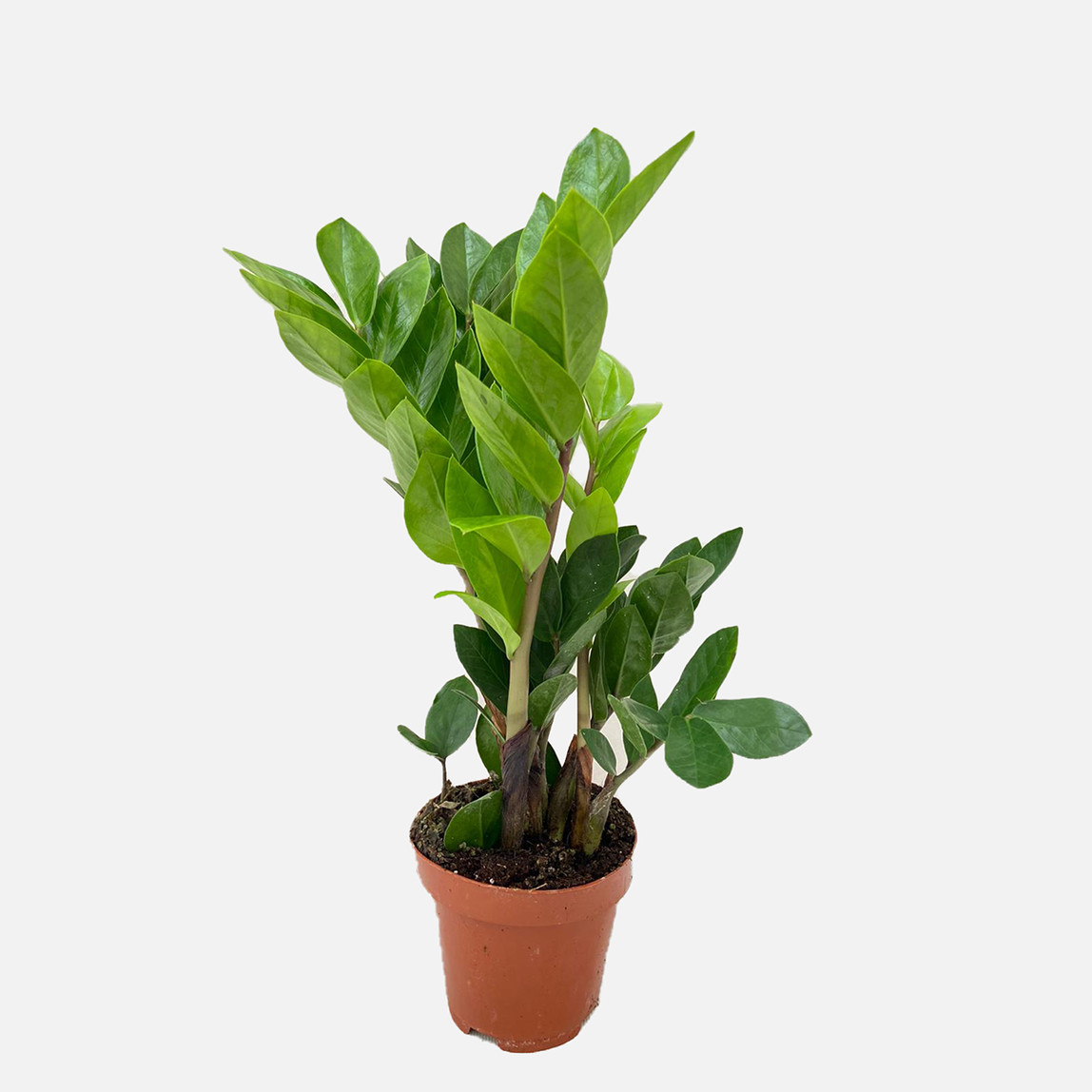    Zamia Bitkisi 
