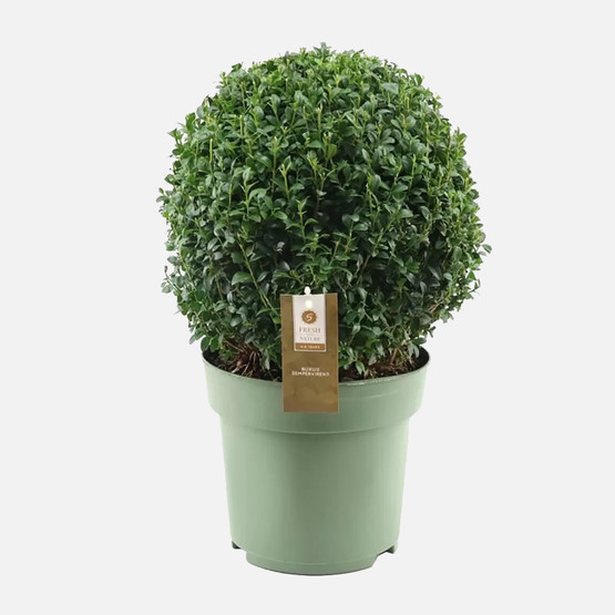 Buxus Şimşir