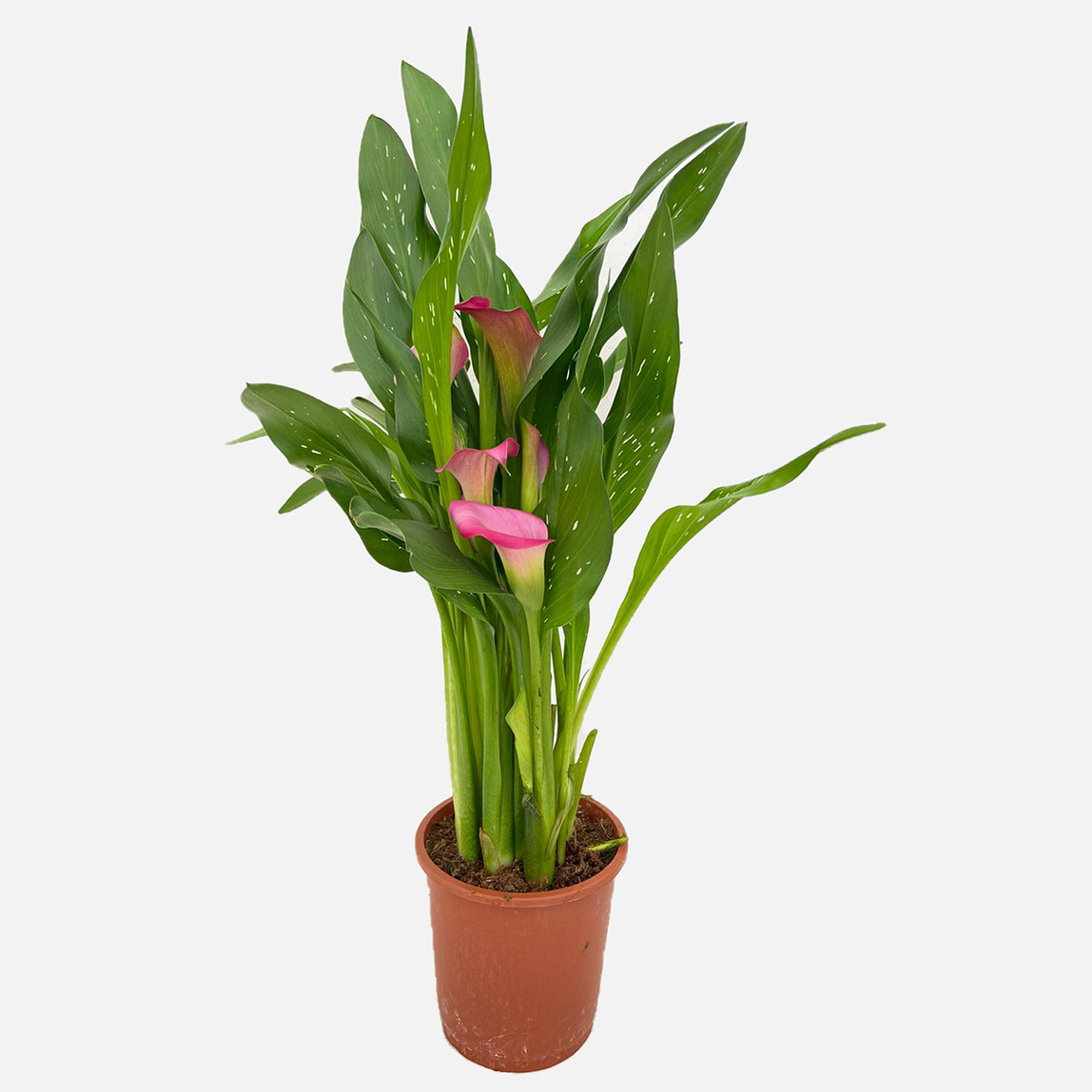    Zantedeschia Gelin Çiçeği  