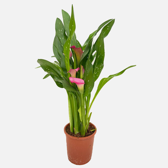 Zantedeschia Gelin Çiçeği 