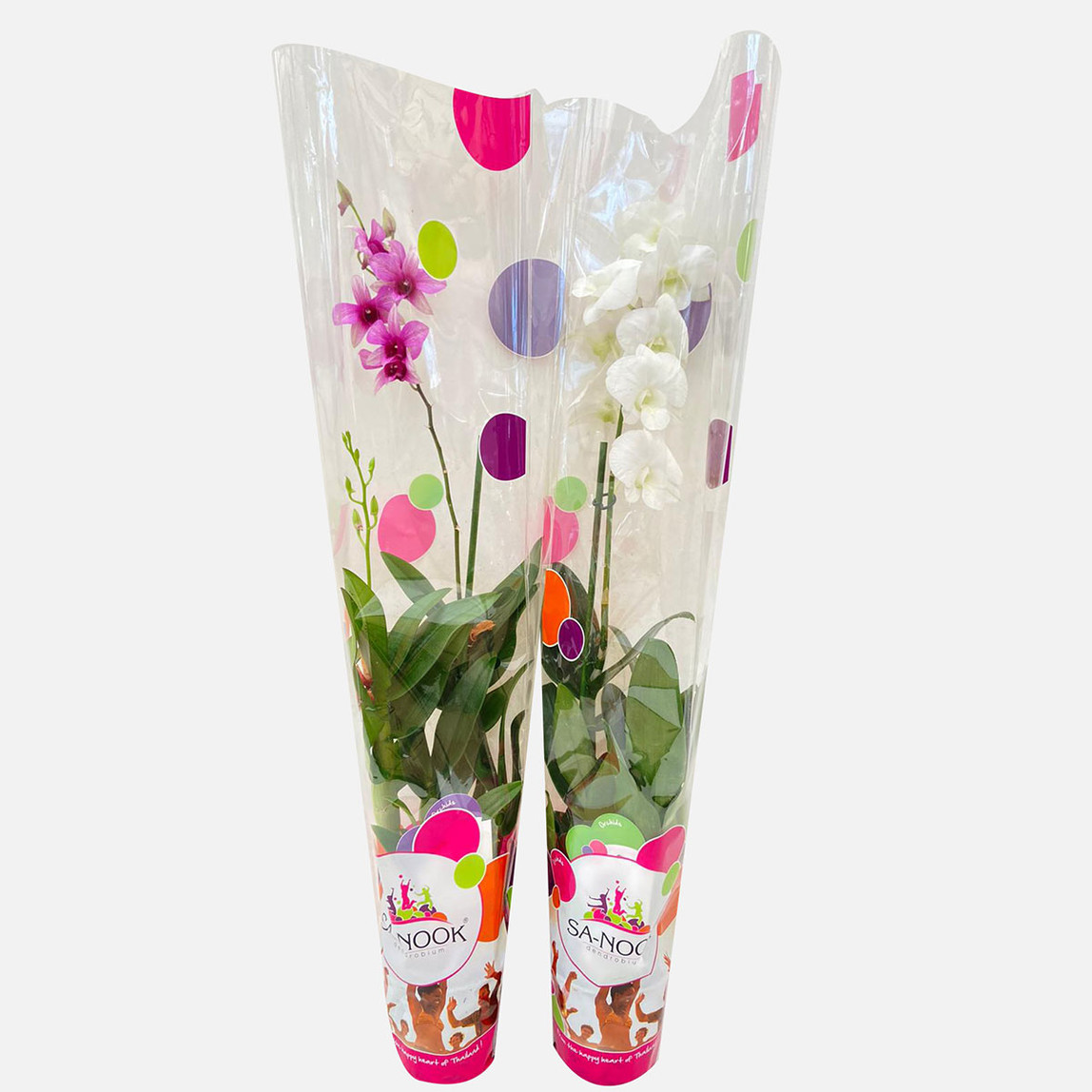   Dendrobium Çiçek 
