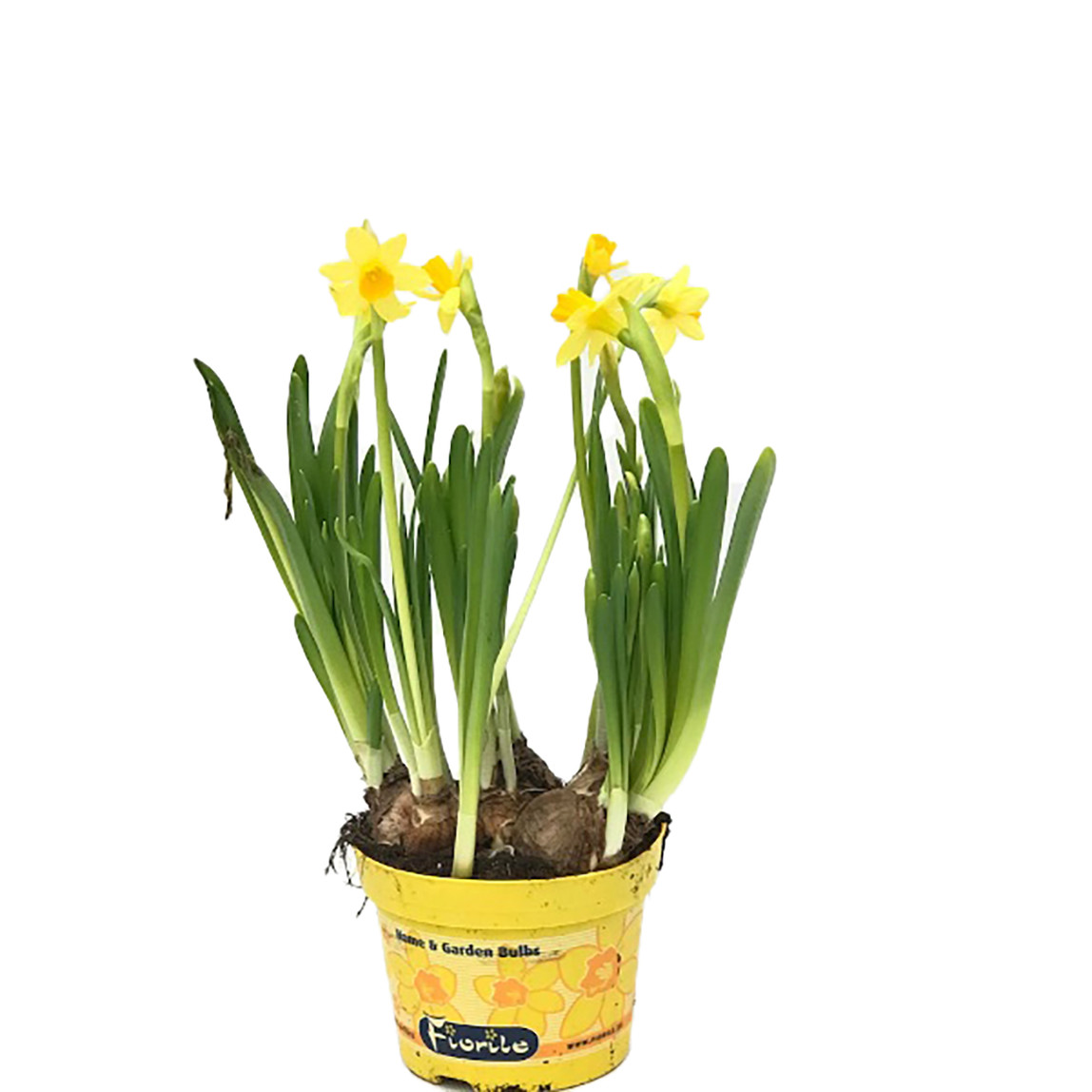    Narcisus Tete Çiçeği 