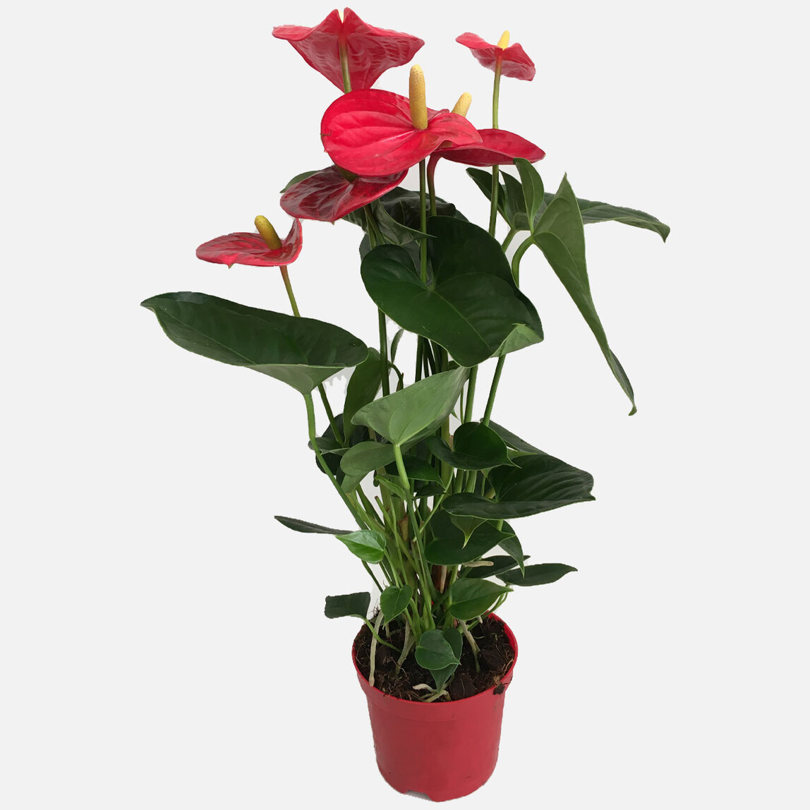    Anthurium Andreanum Antoryum Çiçeği 