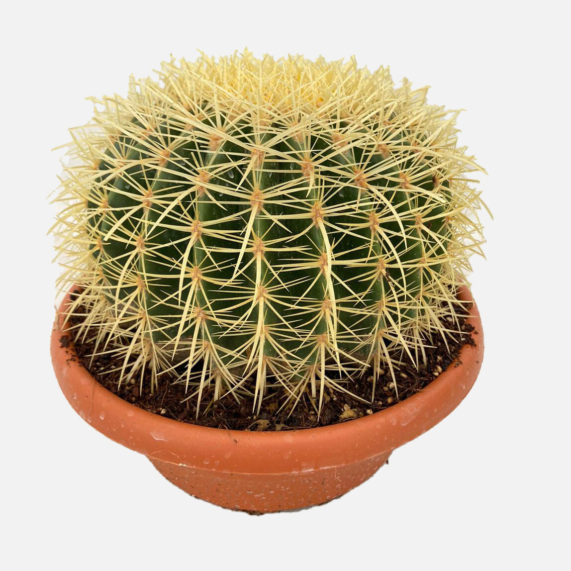    Echinocactus Grusoni Altınfıçı Kaktüsü 