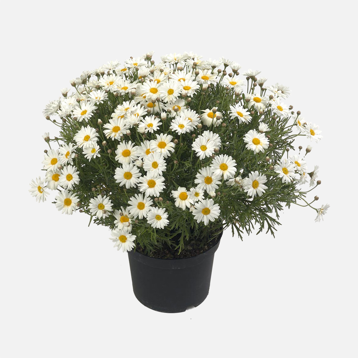    Argenthemum Çeşme Papatyası 15cm 