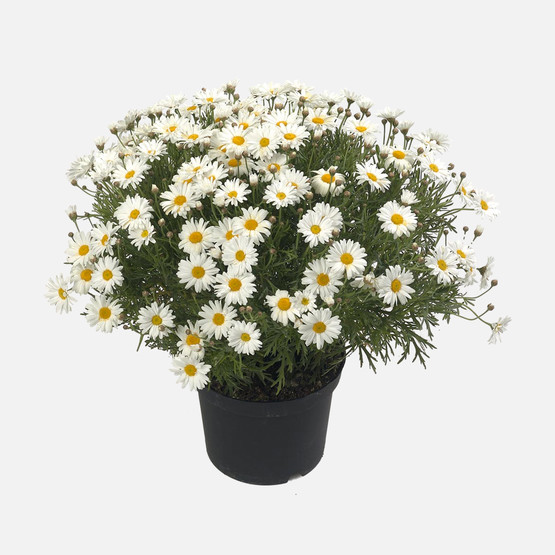 Argenthemum Çeşme Papatyası 15cm