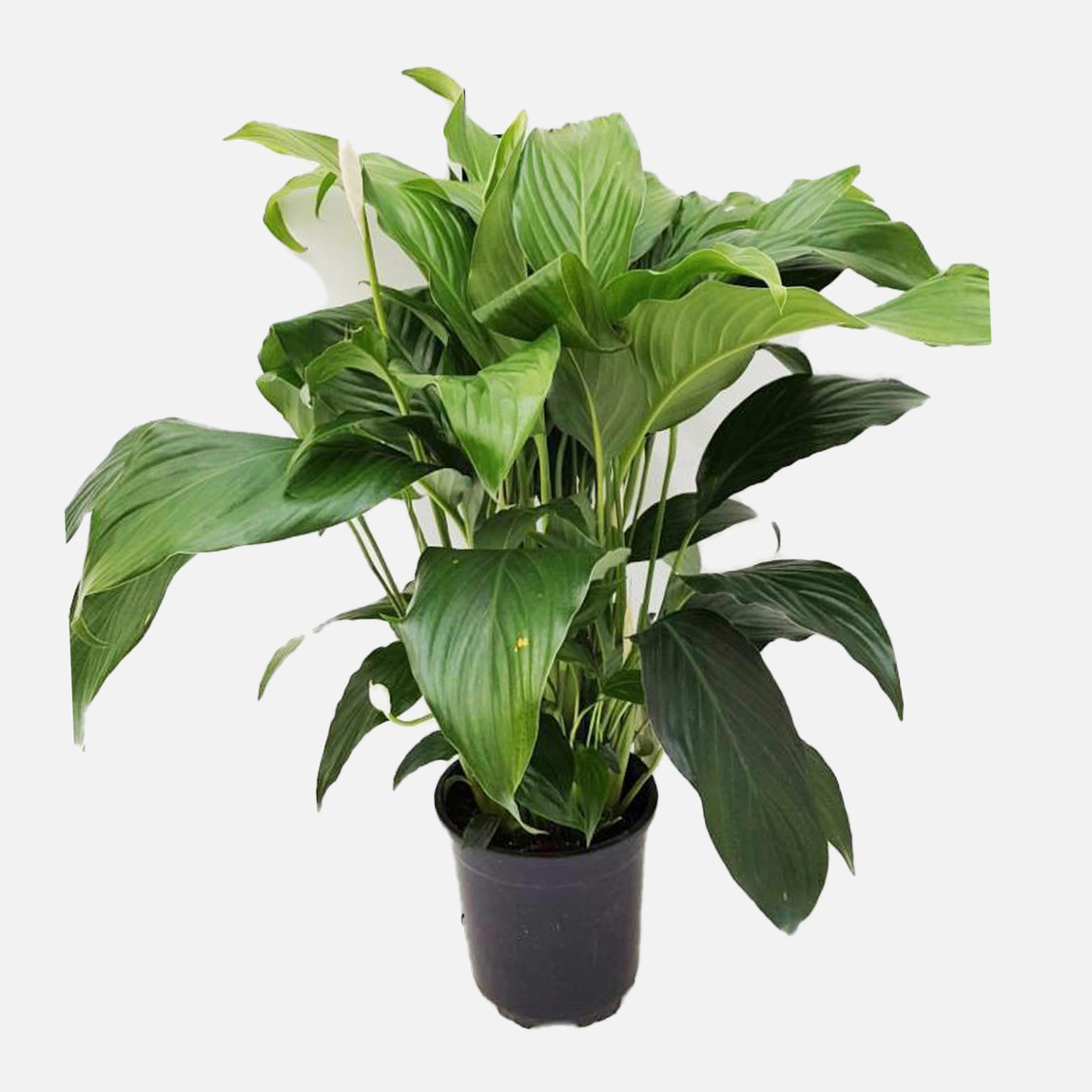    Spathiphyllum Yelken Çiçeği 