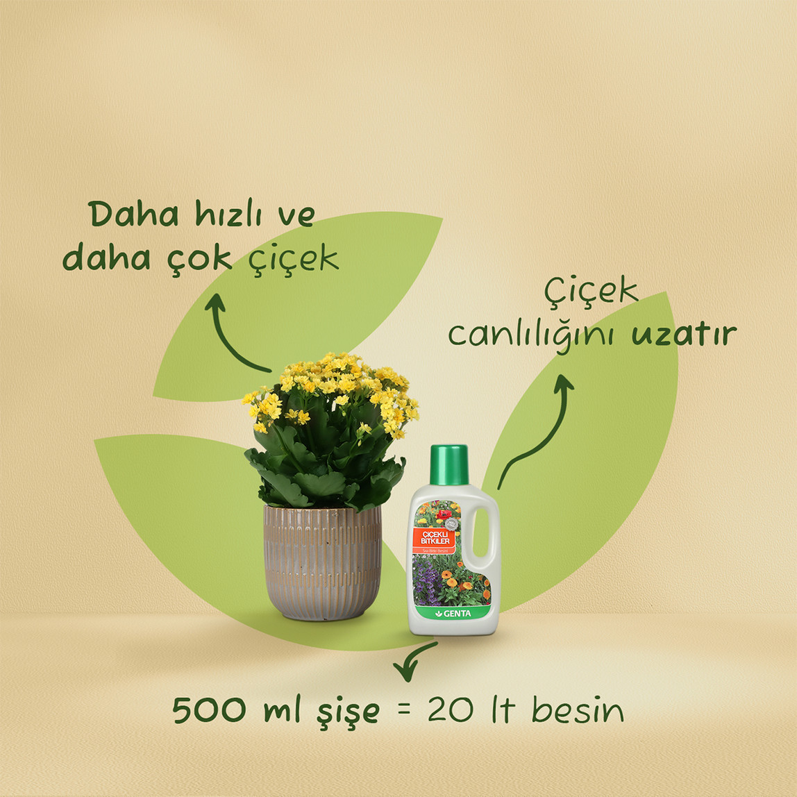    Genta Çiçekli Bitkiler İçin Sıvı Besin  
