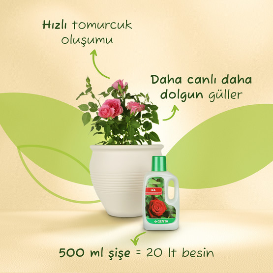 Genta Güller için Sıvı Besin 