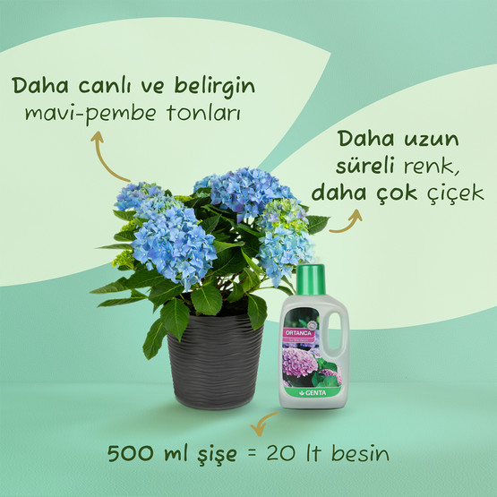 Genta Ortanca için Sıvı Besin 