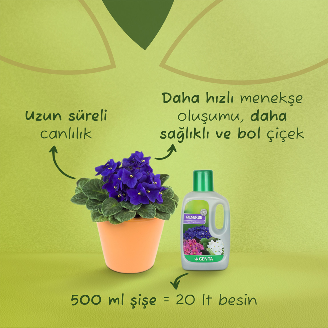    Genta Menekşeler için Sıvı Besin  