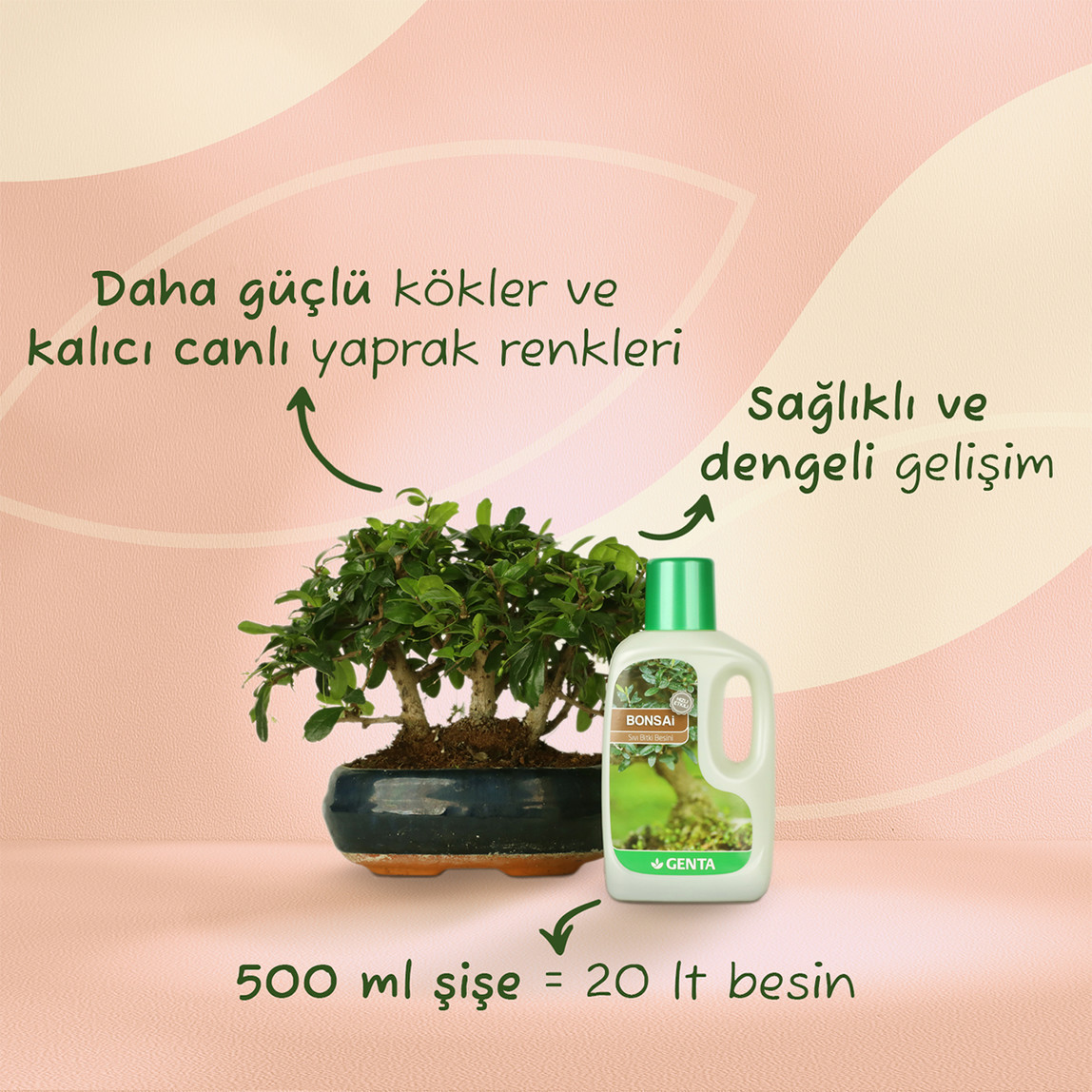    Genta Bonsai için Sıvı Besin  