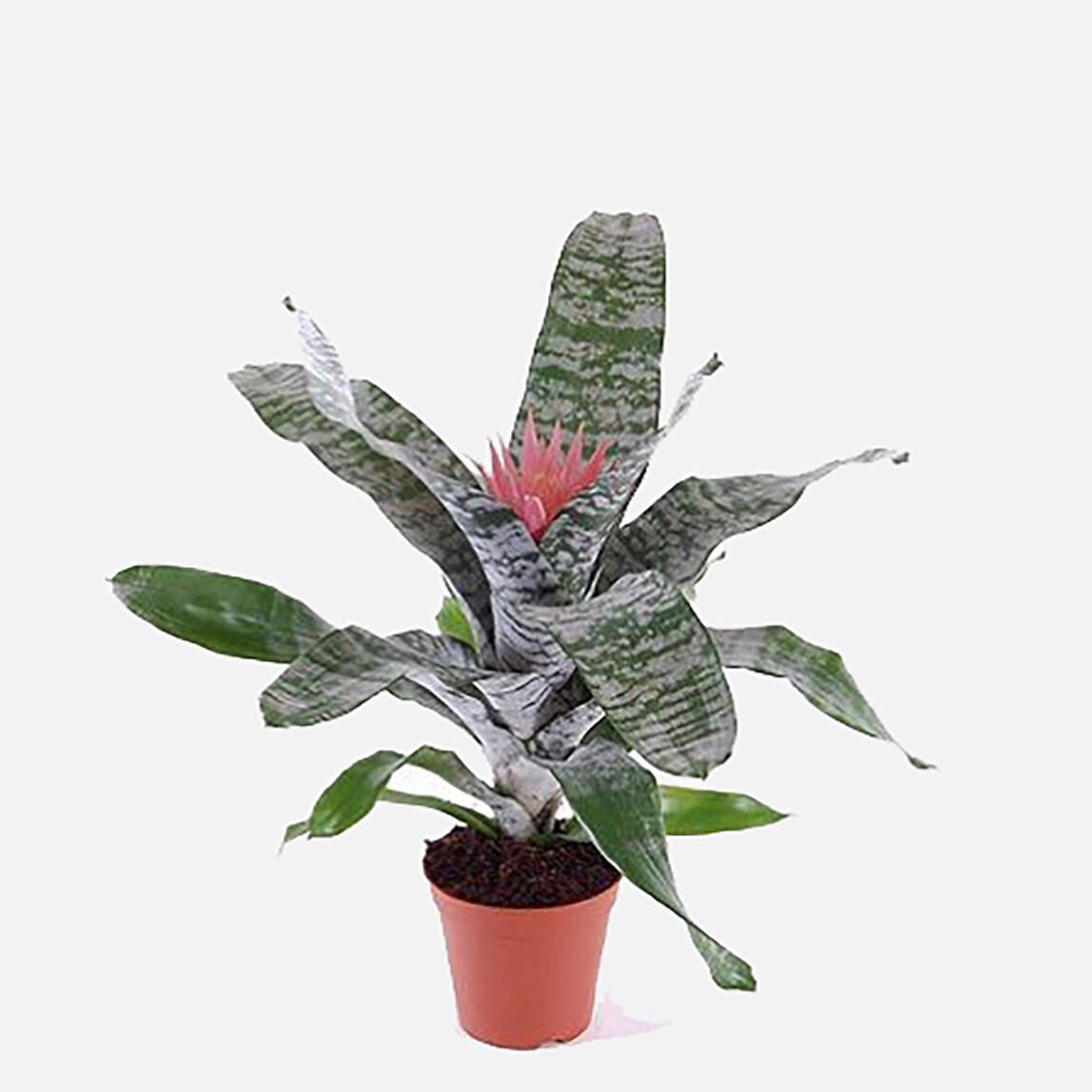    Aechmea Kupa Çiçeği 