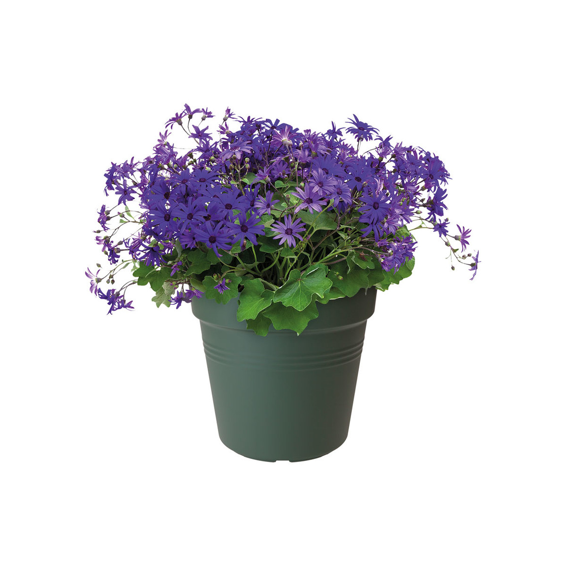   Elho Green Basics Yetiştirme Saksısı Yeşil 15 cm  