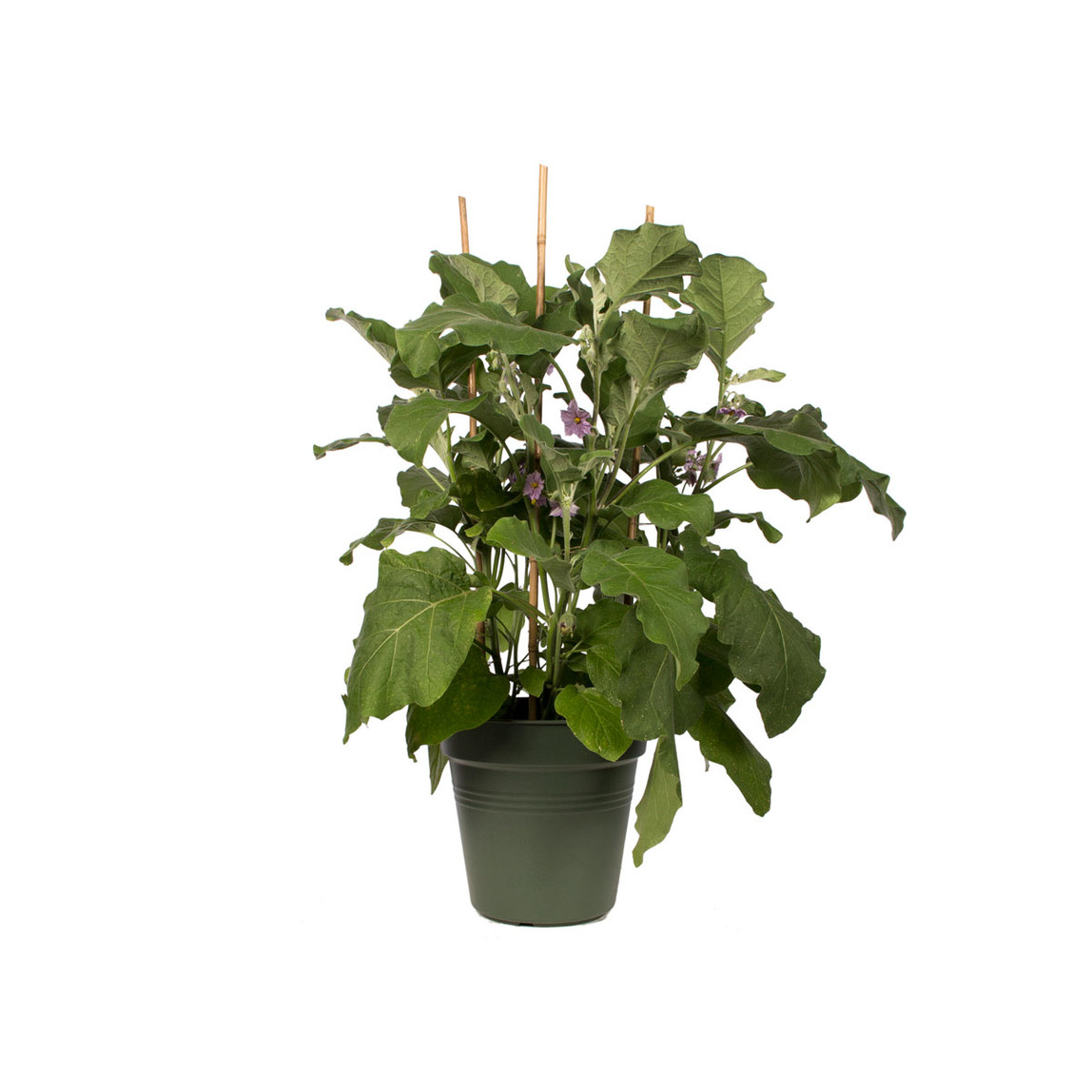   Elho Green Basics Yetiştirme Saksısı Yeşil 19 cm  