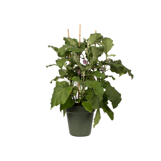 Elho Green Basics Yetiştirme Saksısı Yeşil 19 cm 