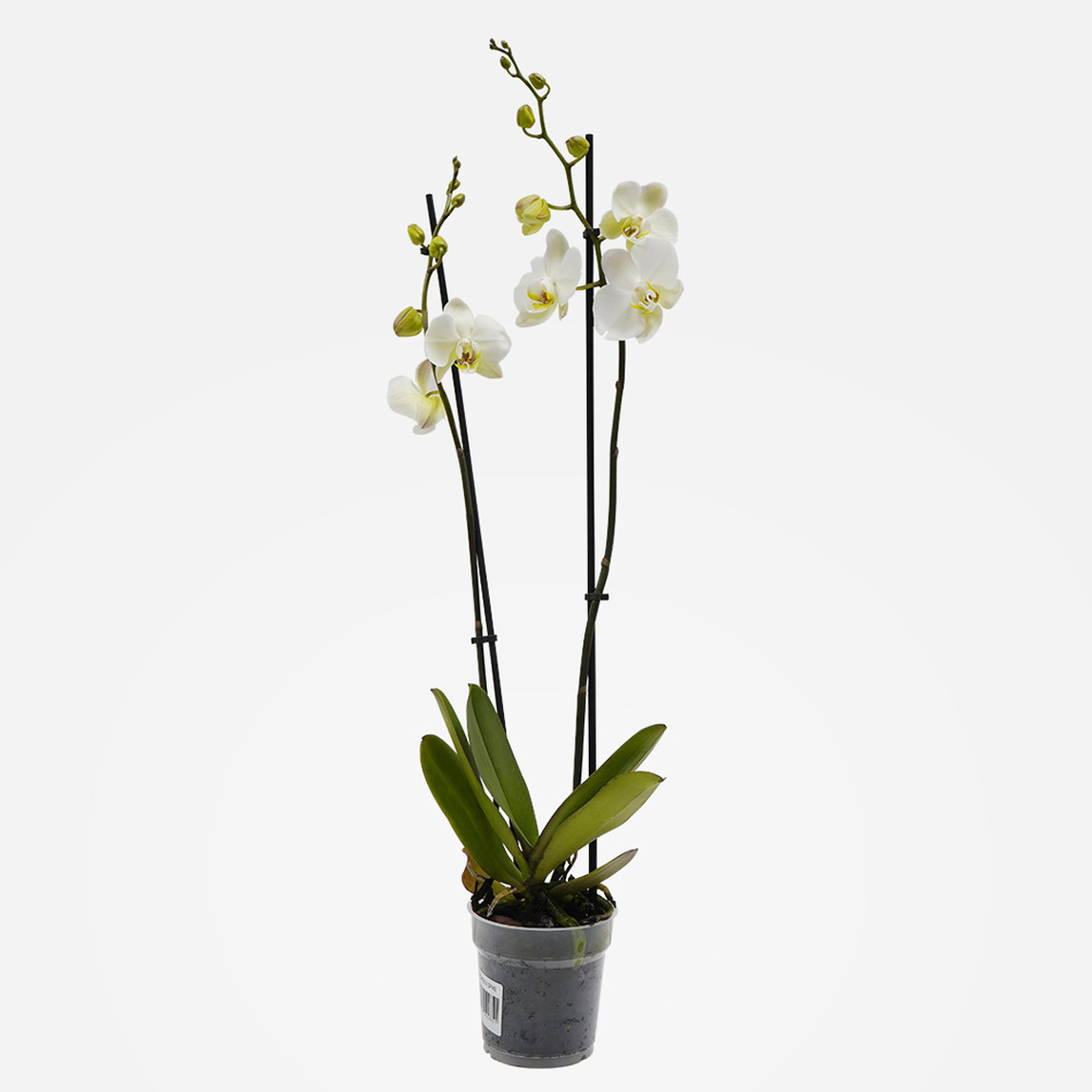    Çift Dal Orkide Beyaz 50 cm  