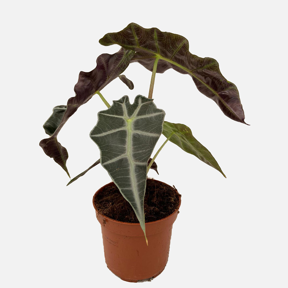    Alocasia Yaprak Güzeli 40cm 