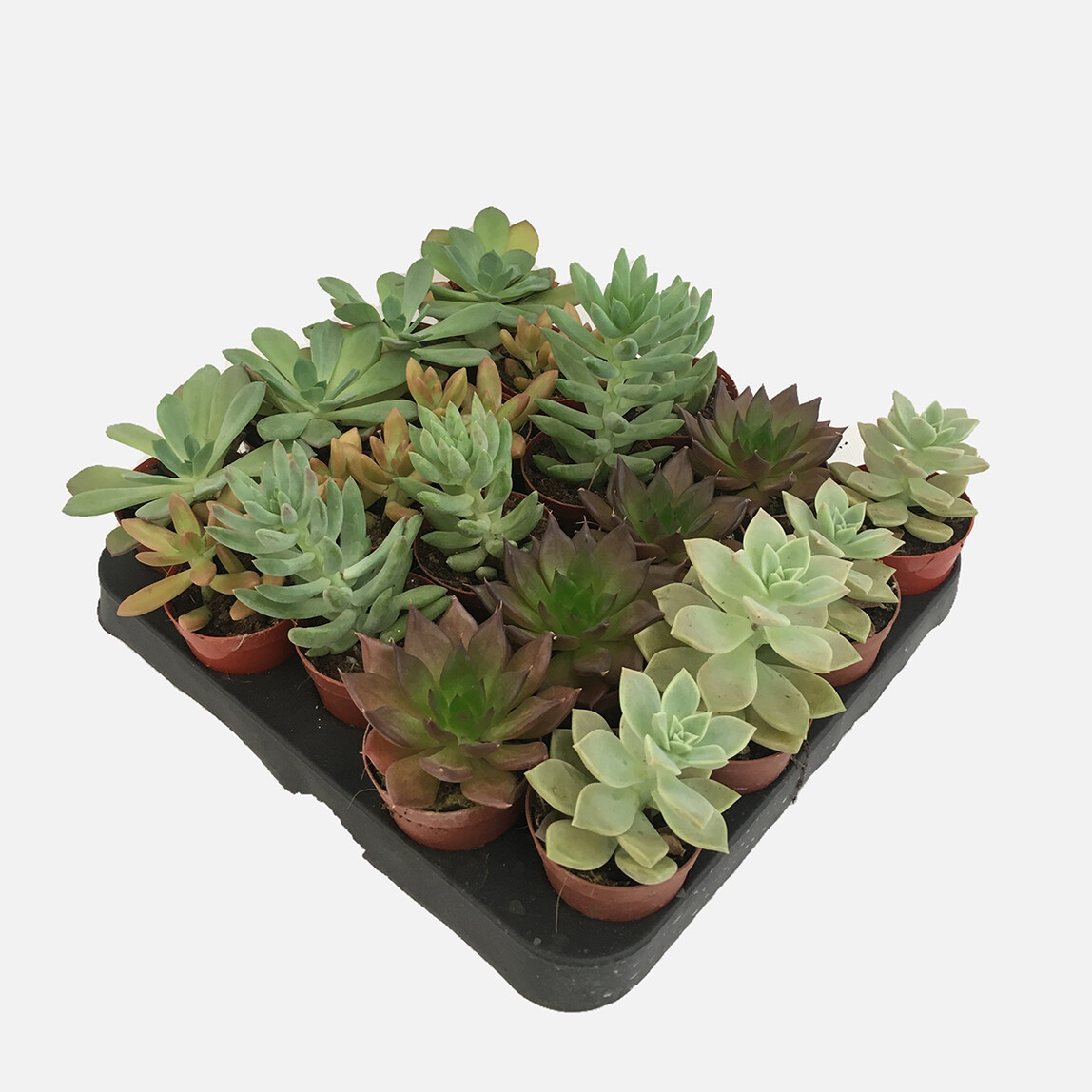    Succulent 