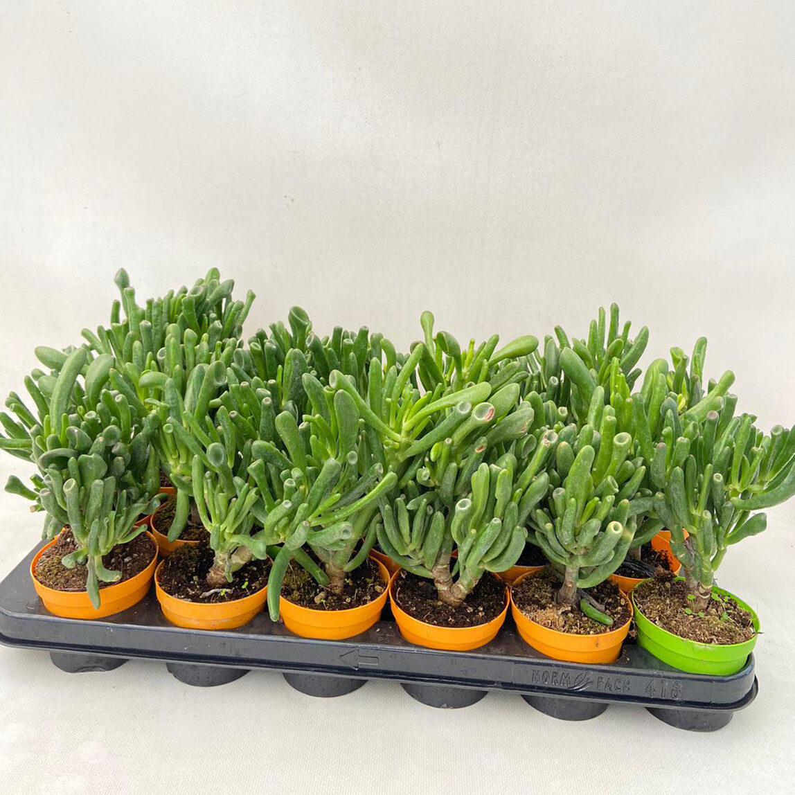    Crassula Succulent 