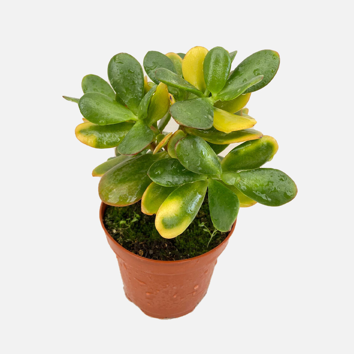    Crassula Succulent 