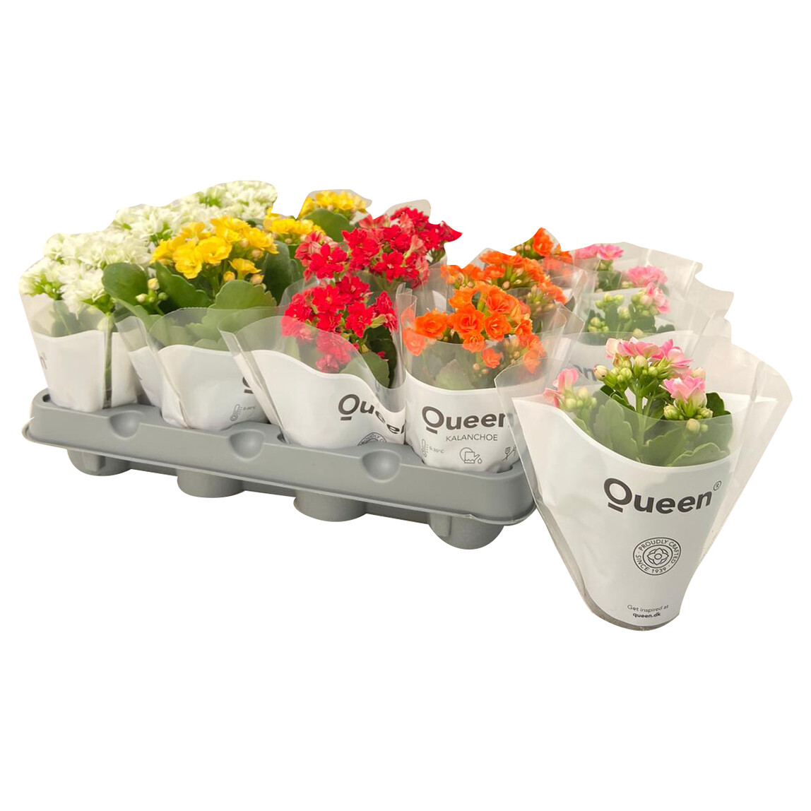    Mini Kalanchoe Çiçeği 
