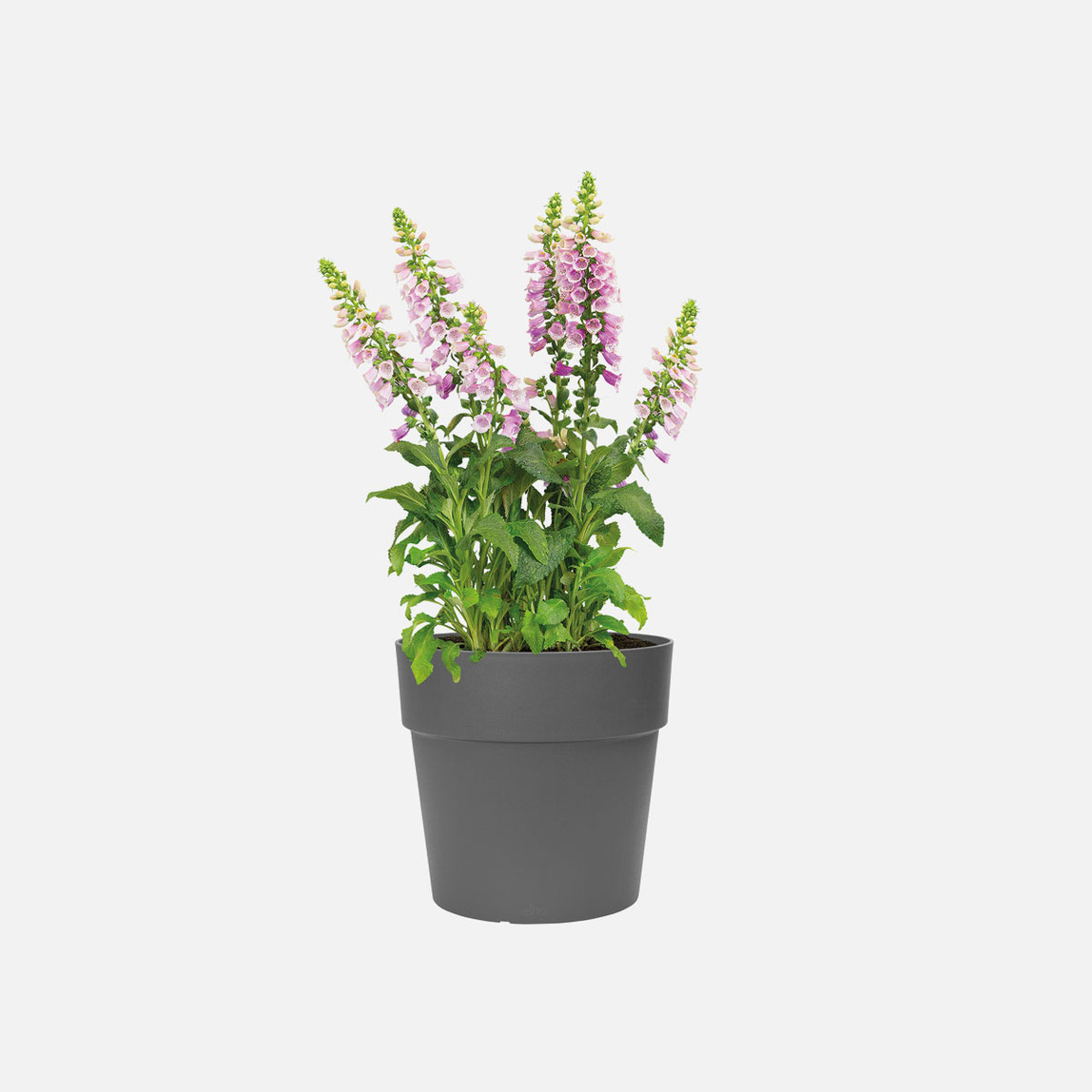    Elho Vibia Straight Saksı Antrasit 25 cm  